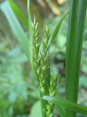 Carex ischnostachya