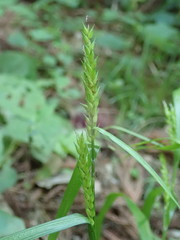 Carex ischnostachya