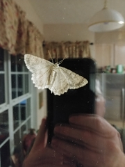 Digrammia ocellinata