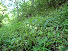 Polygonatum falcatum