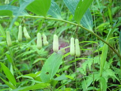Polygonatum falcatum
