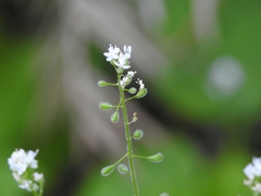 Circaea alpina pacifica