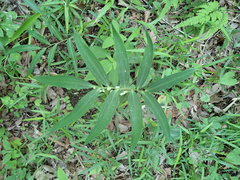 Polygonatum falcatum