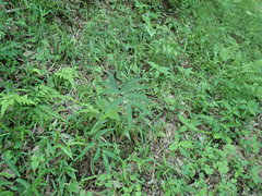 Polygonatum falcatum
