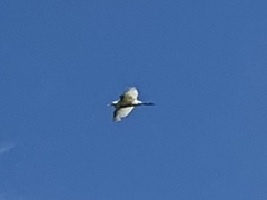 Bubulcus ibis image