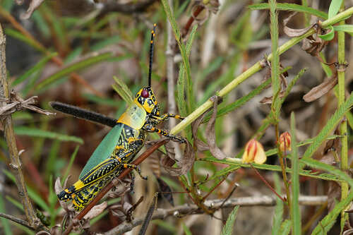 Variegated grasshopper
