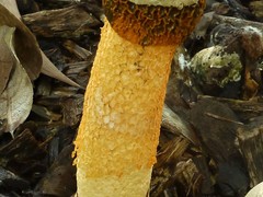 Phallus multicolor