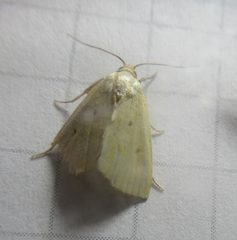Marimatha nigrofimbria