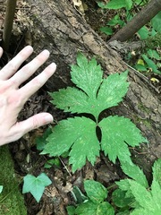 Hydrophyllum tenuipes