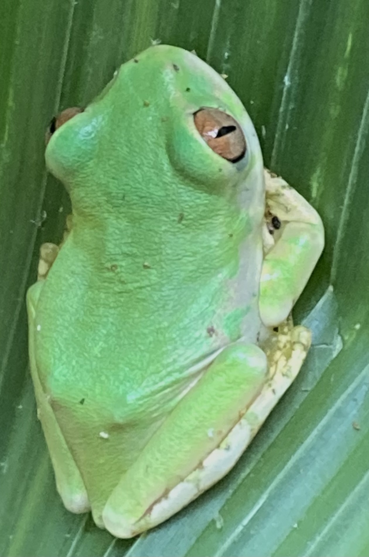 Leptopelis natalensis (Smith, 1849)