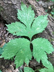 Hydrophyllum tenuipes