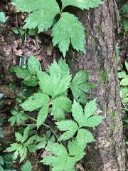 Hydrophyllum tenuipes