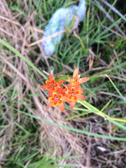 Asclepias lanceolata