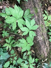 Hydrophyllum tenuipes
