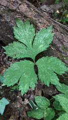 Hydrophyllum tenuipes