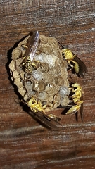 Mischocyttarus cerberus