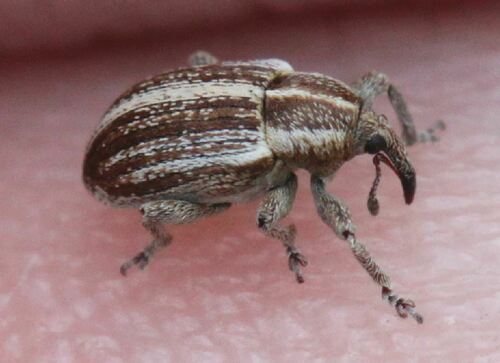 Tychius parallelus