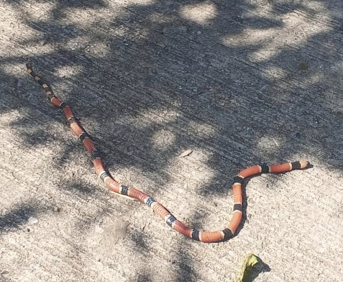 Central American Coralsnake