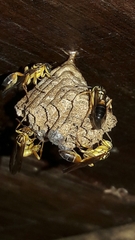 Mischocyttarus cerberus