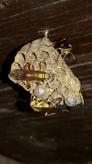 Mischocyttarus cerberus