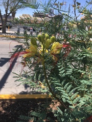 Erythrostemon gilliesii