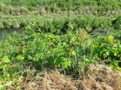 Heracleum sphondylium sphondylium