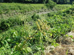 Heracleum sphondylium sphondylium