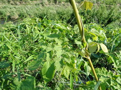 Heracleum sphondylium sphondylium