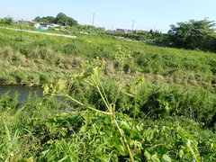 Heracleum sphondylium sphondylium
