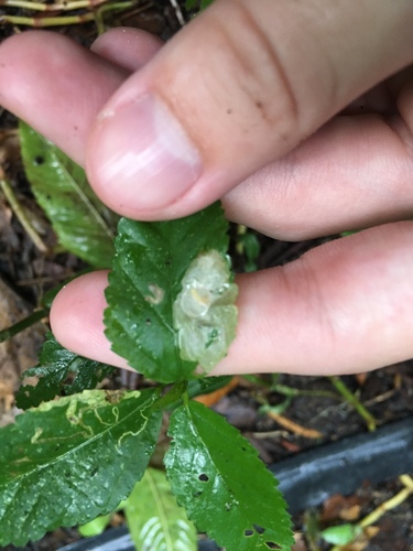 Neotischeria neotropicana