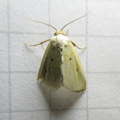 Marimatha nigrofimbria