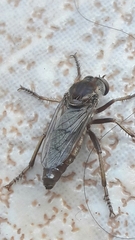 Aphamartania
