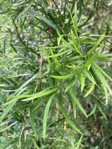 Foto de Aspargo