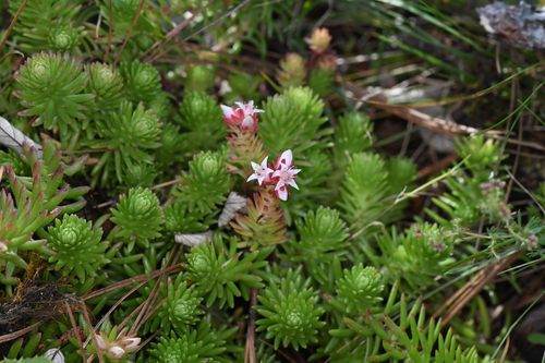 Sedum mesoamericanum