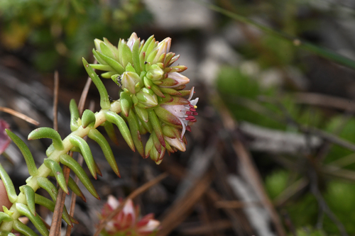 Sedum mesoamericanum 2