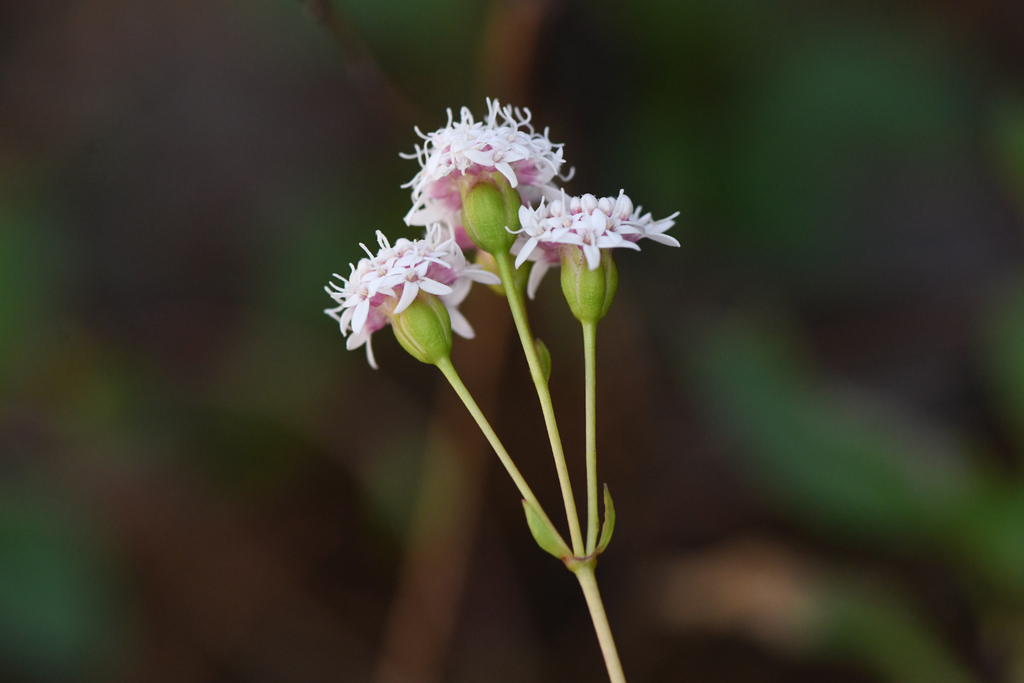Oxylobus subglaber