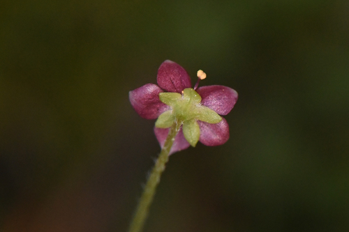 Sibthorpia repens, photograph 5