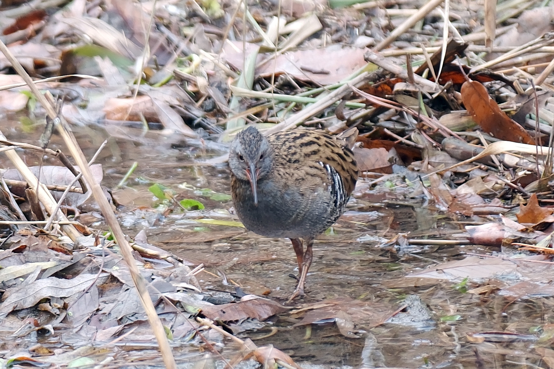 Brown-cheeked Rail