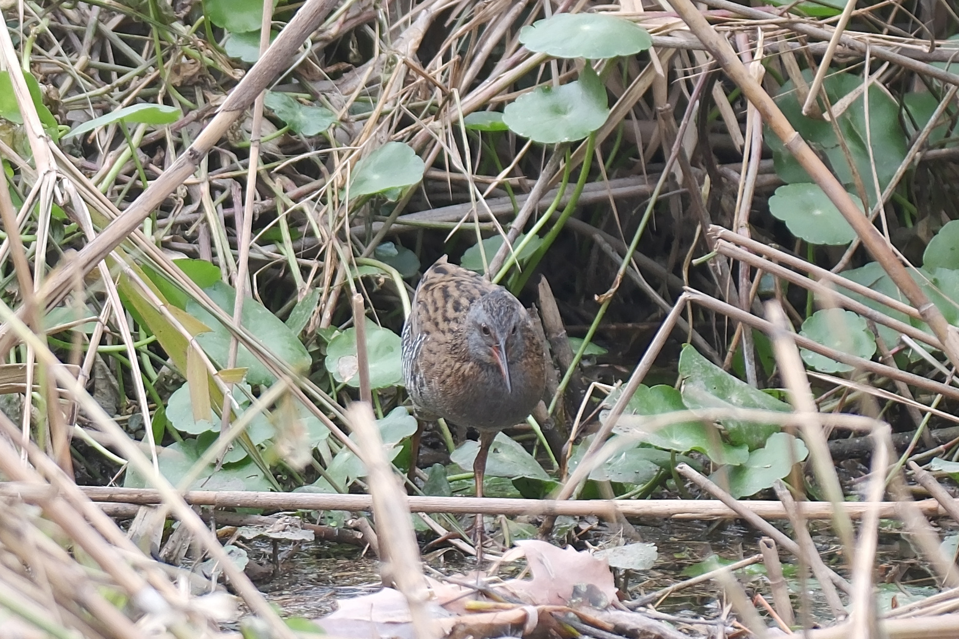 Brown-cheeked Rail