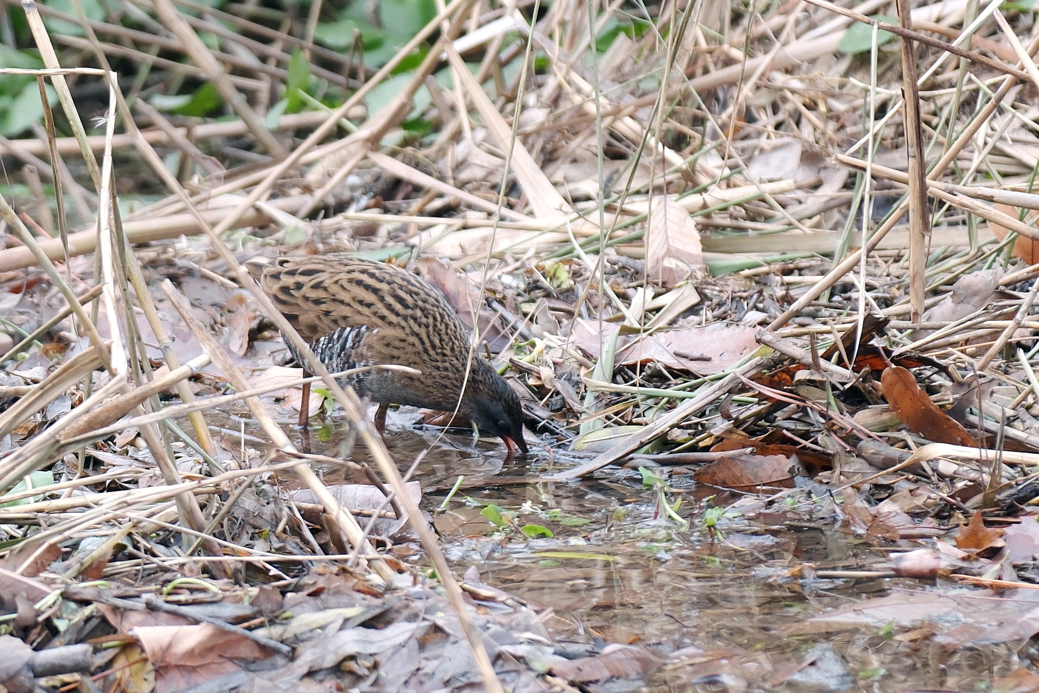 Brown-cheeked Rail