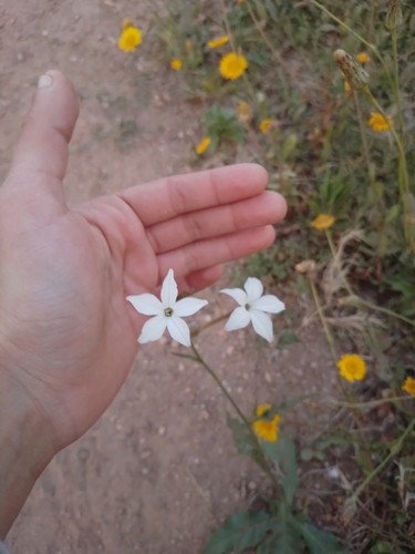 Image of Nicotiana longiflora by no rights reserved