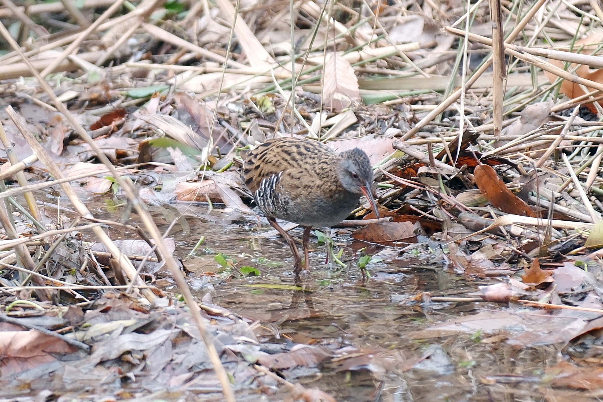Brown-cheeked Rail