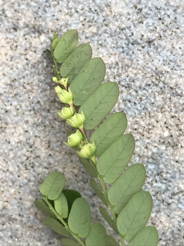 Foto de Quebra-pedra