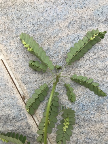 Foto de Quebra-pedra