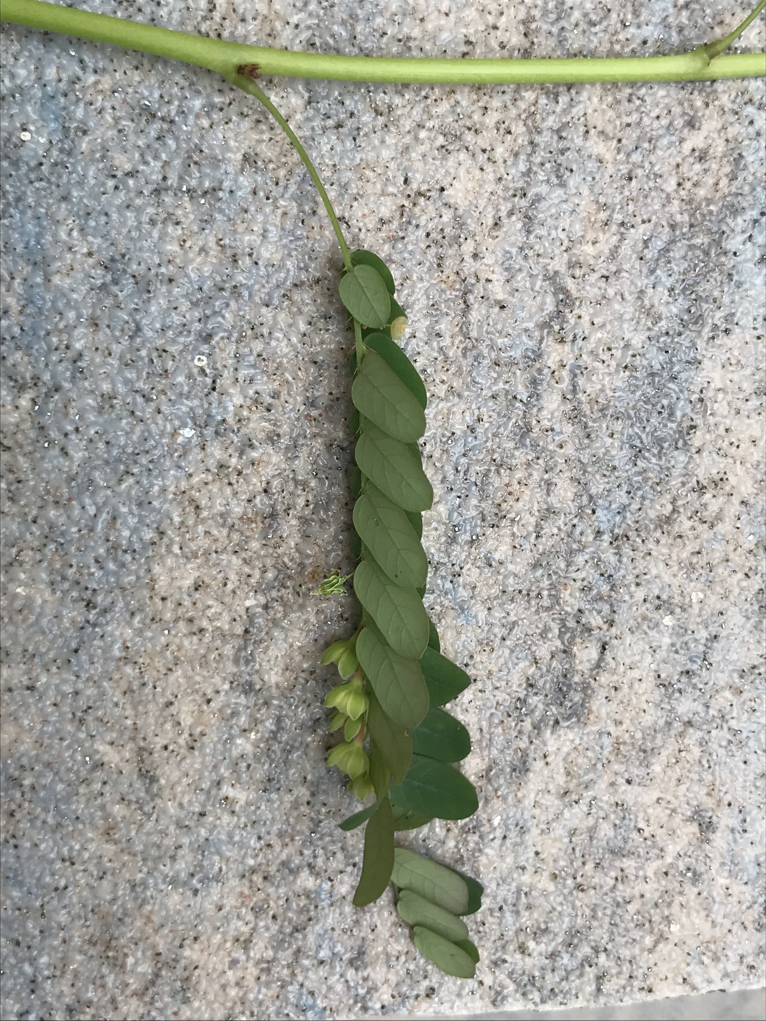 Imagem de Quebra-pedra