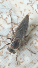Aphamartania