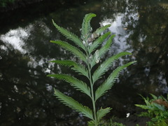 Asplenium flaccidum × oblongifolium