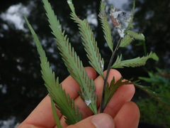 Asplenium flaccidum × oblongifolium