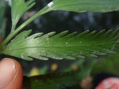 Asplenium flaccidum × oblongifolium