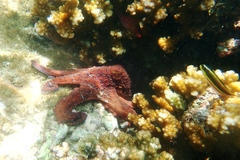 Image of Octopus rubescens